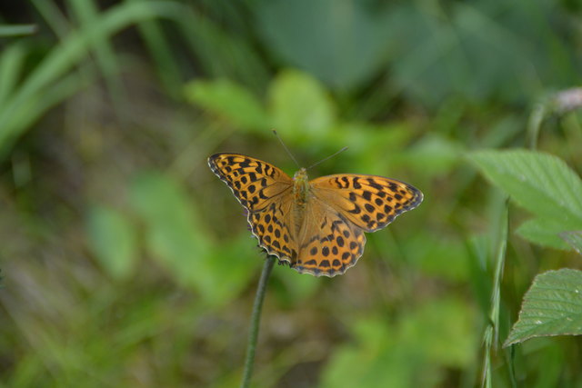 Tour auf den Scheiblingstein: Redakteur Roland Mayr war mit unserem wandernden Regionauten Franz Sturmlechner unterwegs.