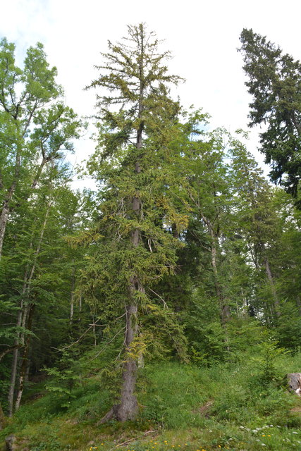 Tour auf den Scheiblingstein: Redakteur Roland Mayr war mit unserem wandernden Regionauten Franz Sturmlechner unterwegs.