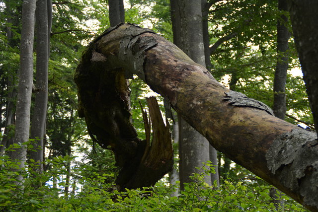 Tour auf den Scheiblingstein: Redakteur Roland Mayr war mit unserem wandernden Regionauten Franz Sturmlechner unterwegs.