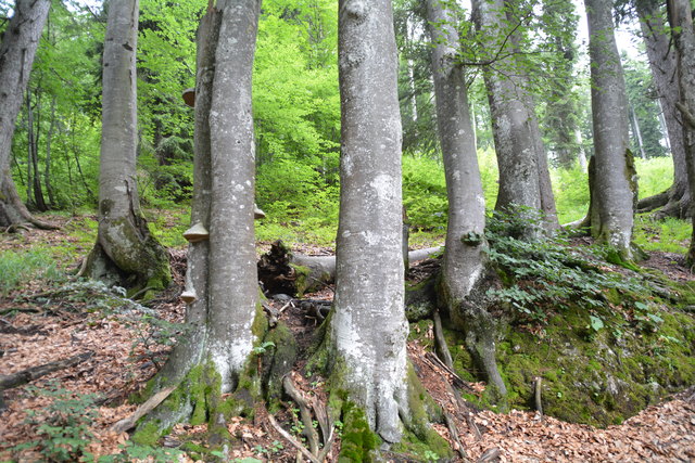 Tour auf den Scheiblingstein: Redakteur Roland Mayr war mit unserem wandernden Regionauten Franz Sturmlechner unterwegs.