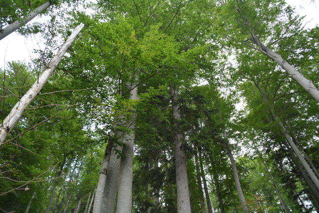 Tour auf den Scheiblingstein: Redakteur Roland Mayr war mit unserem wandernden Regionauten Franz Sturmlechner unterwegs.