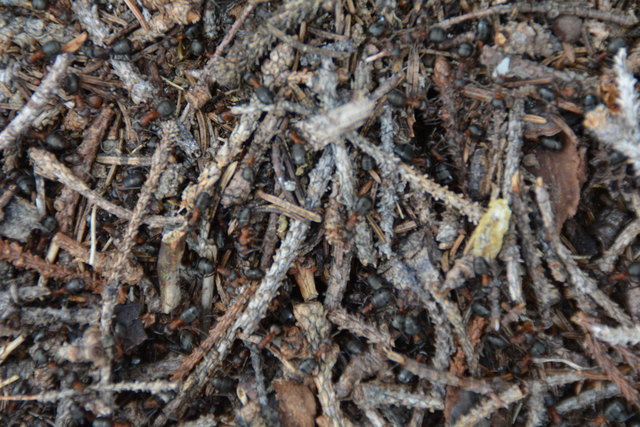 Tour auf den Scheiblingstein: Redakteur Roland Mayr war mit unserem wandernden Regionauten Franz Sturmlechner unterwegs.