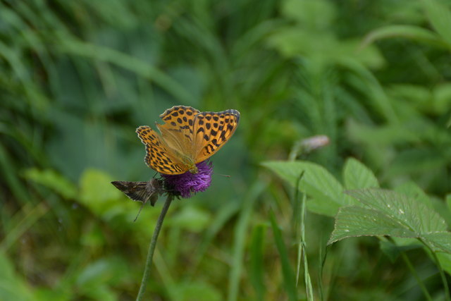 Tour auf den Scheiblingstein: Redakteur Roland Mayr war mit unserem wandernden Regionauten Franz Sturmlechner unterwegs.