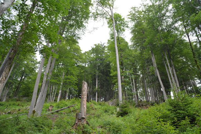 Tour auf den Scheiblingstein: Redakteur Roland Mayr war mit unserem wandernden Regionauten Franz Sturmlechner unterwegs.