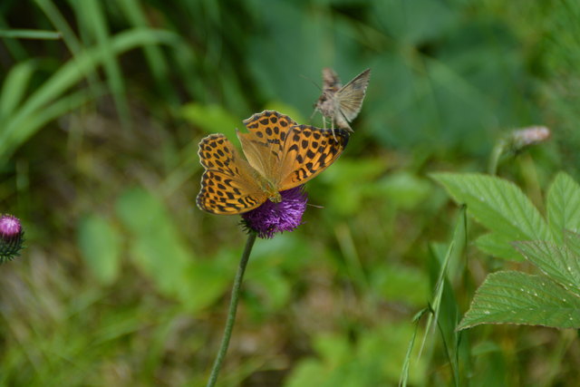 Tour auf den Scheiblingstein: Redakteur Roland Mayr war mit unserem wandernden Regionauten Franz Sturmlechner unterwegs.