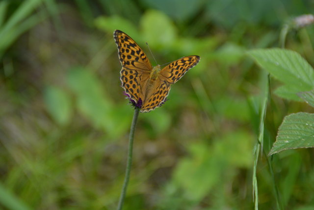 Tour auf den Scheiblingstein: Redakteur Roland Mayr war mit unserem wandernden Regionauten Franz Sturmlechner unterwegs.