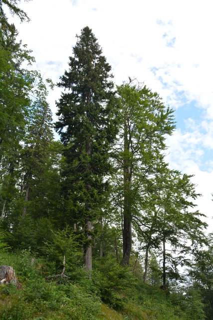 Tour auf den Scheiblingstein: Redakteur Roland Mayr war mit unserem wandernden Regionauten Franz Sturmlechner unterwegs.