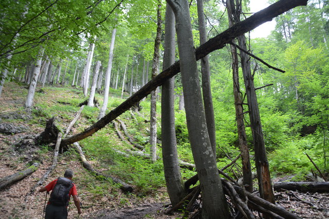 Tour auf den Scheiblingstein: Redakteur Roland Mayr war mit unserem wandernden Regionauten Franz Sturmlechner unterwegs.