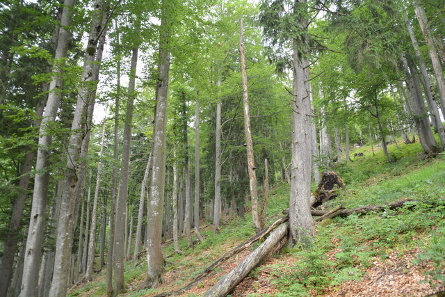 Tour auf den Scheiblingstein: Redakteur Roland Mayr war mit unserem wandernden Regionauten Franz Sturmlechner unterwegs.