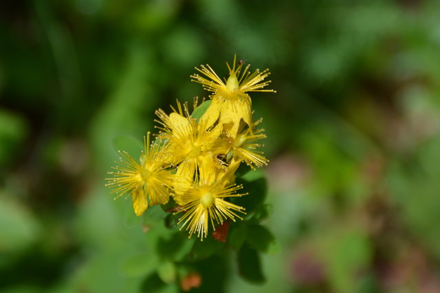 Tour auf den Scheiblingstein: Redakteur Roland Mayr war mit unserem wandernden Regionauten Franz Sturmlechner unterwegs.