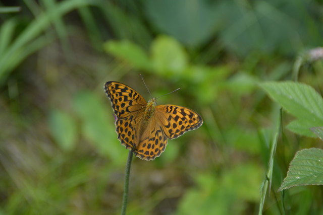 Tour auf den Scheiblingstein: Redakteur Roland Mayr war mit unserem wandernden Regionauten Franz Sturmlechner unterwegs.