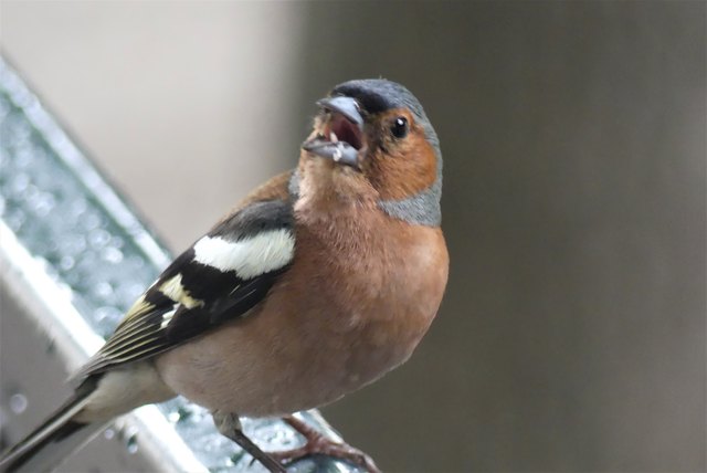 Buchfink im Schönbrunner Schloßpark