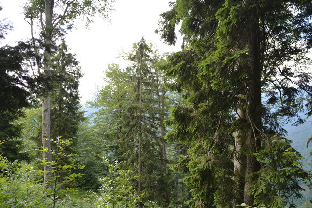 Tour auf den Scheiblingstein: Redakteur Roland Mayr war mit unserem wandernden Regionauten Franz Sturmlechner unterwegs.
