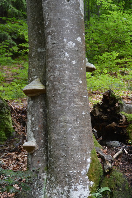 Tour auf den Scheiblingstein: Redakteur Roland Mayr war mit unserem wandernden Regionauten Franz Sturmlechner unterwegs.