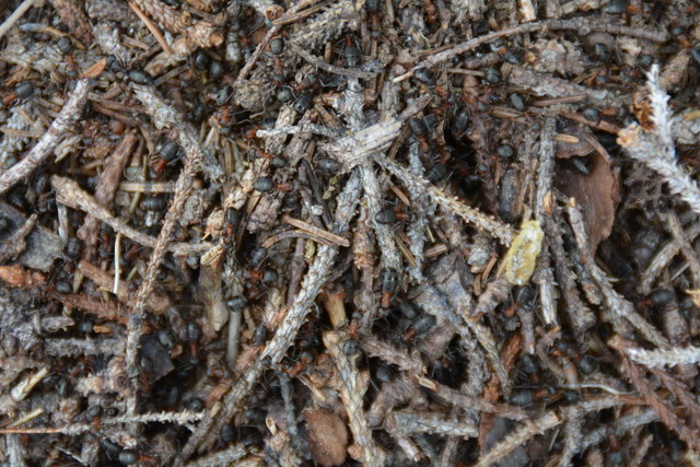 Tour auf den Scheiblingstein: Redakteur Roland Mayr war mit unserem wandernden Regionauten Franz Sturmlechner unterwegs.