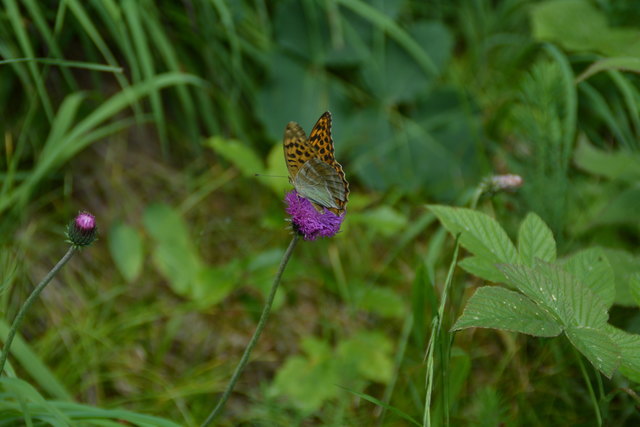 Tour auf den Scheiblingstein: Redakteur Roland Mayr war mit unserem wandernden Regionauten Franz Sturmlechner unterwegs.