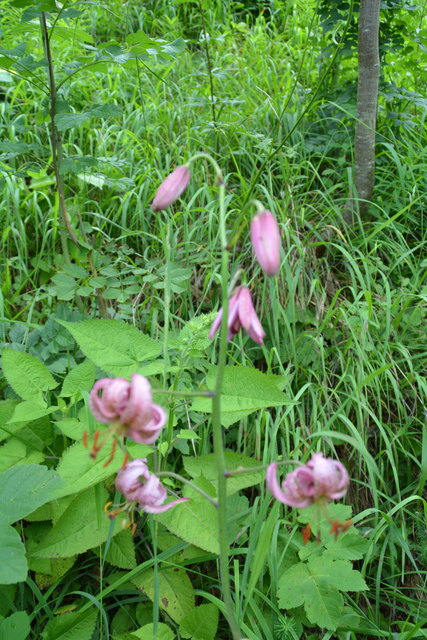 Tour auf den Scheiblingstein: Redakteur Roland Mayr war mit unserem wandernden Regionauten Franz Sturmlechner unterwegs.