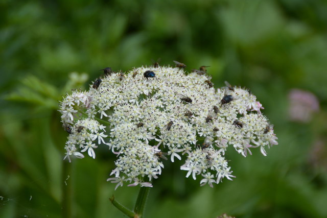 Tour auf den Scheiblingstein: Redakteur Roland Mayr war mit unserem wandernden Regionauten Franz Sturmlechner unterwegs.