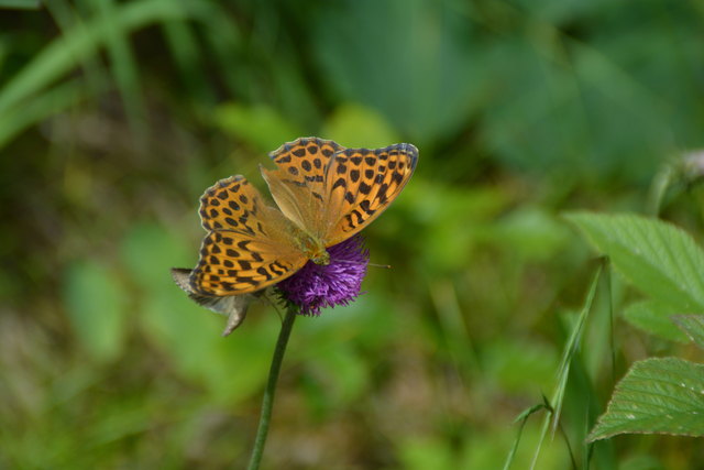 Tour auf den Scheiblingstein: Redakteur Roland Mayr war mit unserem wandernden Regionauten Franz Sturmlechner unterwegs.