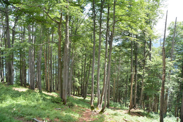 Tour auf den Scheiblingstein: Redakteur Roland Mayr war mit unserem wandernden Regionauten Franz Sturmlechner unterwegs.