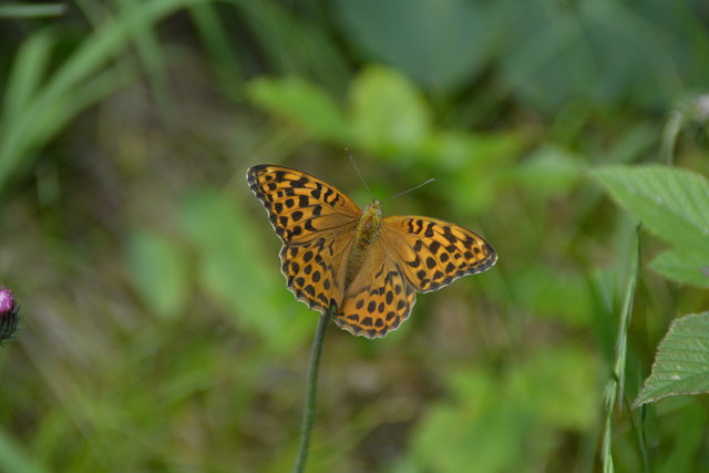Tour auf den Scheiblingstein: Redakteur Roland Mayr war mit unserem wandernden Regionauten Franz Sturmlechner unterwegs.