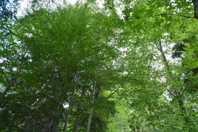 Tour auf den Scheiblingstein: Redakteur Roland Mayr war mit unserem wandernden Regionauten Franz Sturmlechner unterwegs.