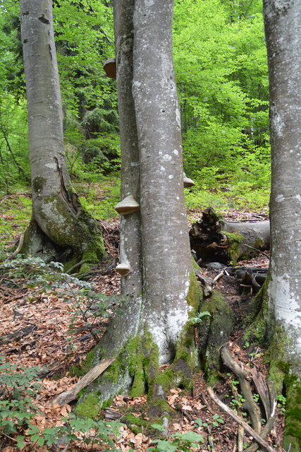 Tour auf den Scheiblingstein: Redakteur Roland Mayr war mit unserem wandernden Regionauten Franz Sturmlechner unterwegs.