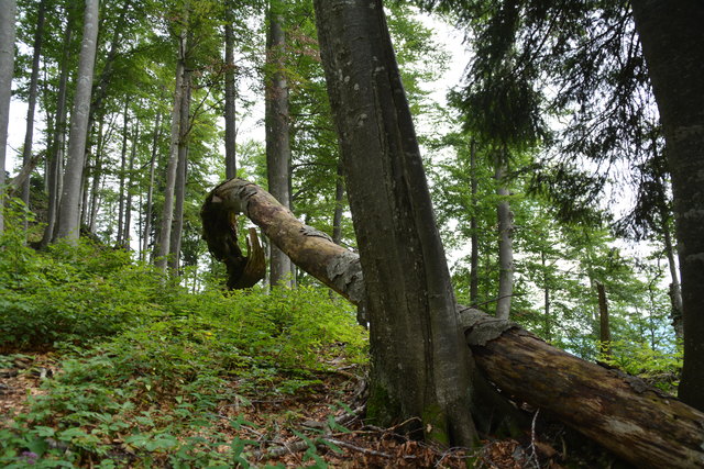 Tour auf den Scheiblingstein: Redakteur Roland Mayr war mit unserem wandernden Regionauten Franz Sturmlechner unterwegs.