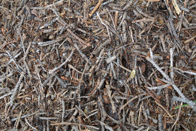 Tour auf den Scheiblingstein: Redakteur Roland Mayr war mit unserem wandernden Regionauten Franz Sturmlechner unterwegs.