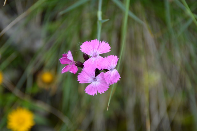 Tour auf den Scheiblingstein: Redakteur Roland Mayr war mit unserem wandernden Regionauten Franz Sturmlechner unterwegs.