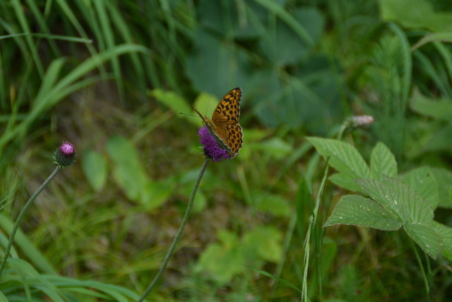 Tour auf den Scheiblingstein: Redakteur Roland Mayr war mit unserem wandernden Regionauten Franz Sturmlechner unterwegs.