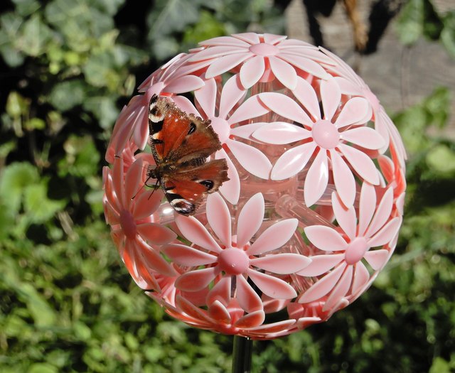 Das Tagpfauenauge hat nur kurz die Kunststoffblume in Nachbars Garten besucht.