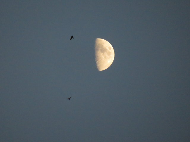 20.07.2018 20:43 der zunehmende Mond in der Dämmerung