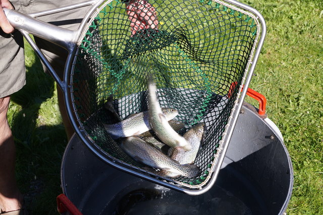 Bis zum Speisefisch vergehen drei Jahre. | Foto: Koidl