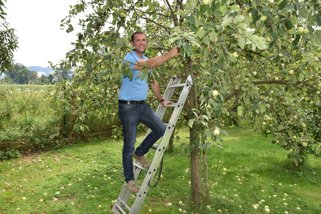 Im Apfelbaum: Wirtschafts-Stadtrat und Landwirt Markus Geiger ist naturverbunden, aber auch Technik-Liebhaber | Foto: Polzer
