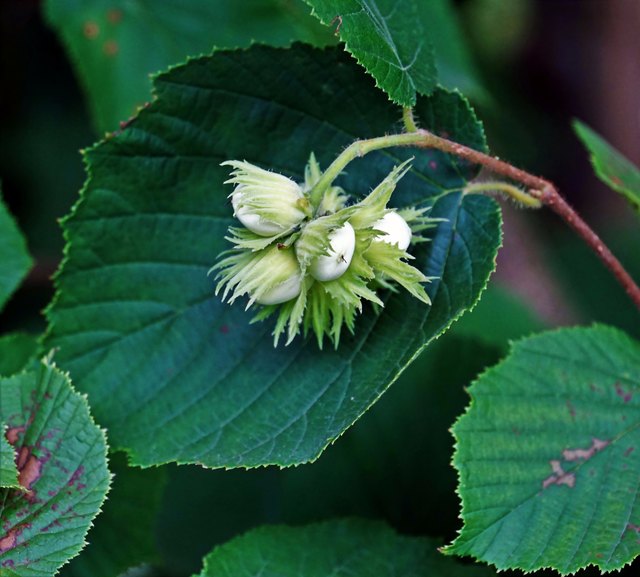 ... die HASELNÜSSE! Die meisten Wünschelruten, werden aus den Zweigen des Haselnussstrauches gefertigt, weil sein Holz als am besten energieleitend gilt.