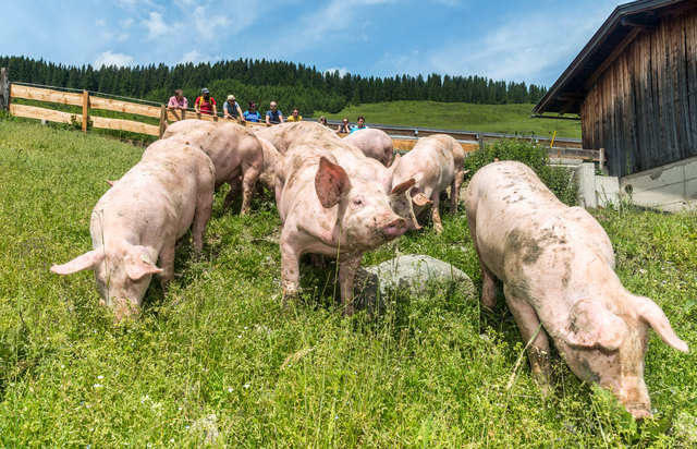 Beim Wochenmarkt in St. Johann wird am 3. August ein Almschwein verlost. | Foto: Kurt Tropper
