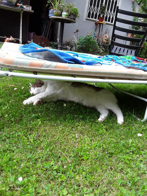 Zuviel Sonne ist ungsund, weiss der gscheite Kater