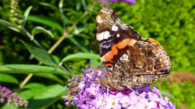 Admiral auf Sommerflieder