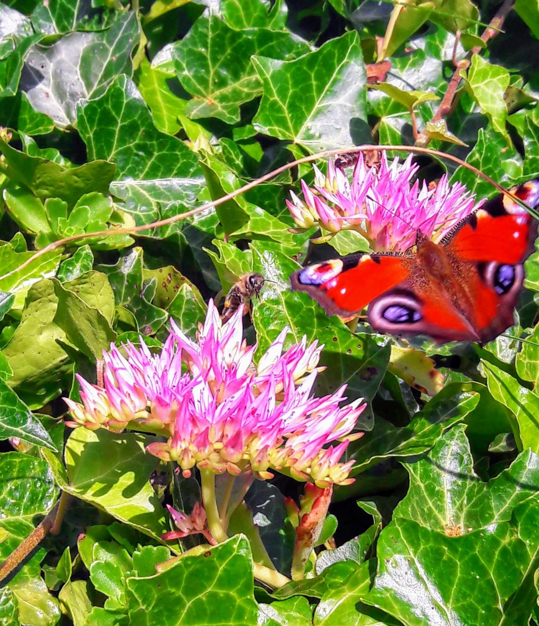 Get Leben ist nicht genug sagte der schmetterling For Android
