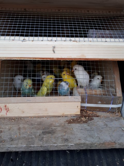 Foto: © Landespolizeidirektion Burgenland