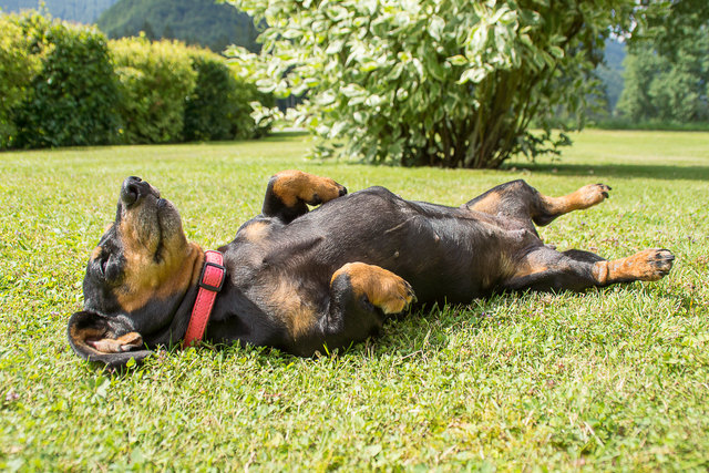 .....kurzes Nickerchen....herrlich ;)