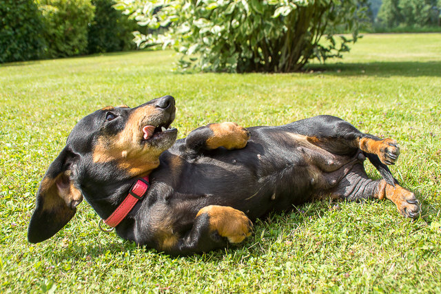 ....upps.....gibt´s da ein Leckerlie?....