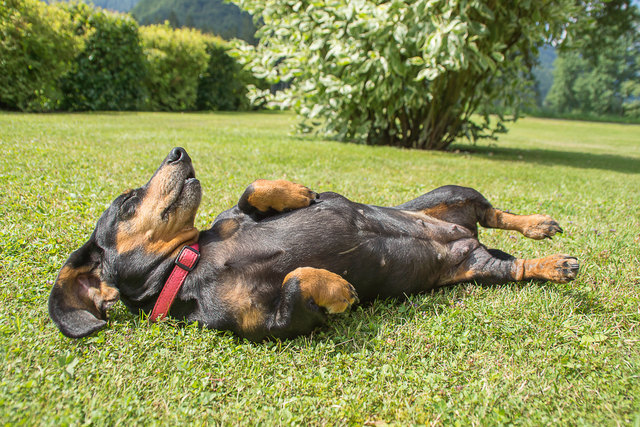 nö?....na gut....dann leg ich mich wieder hin....die Sonne ist herrlich!