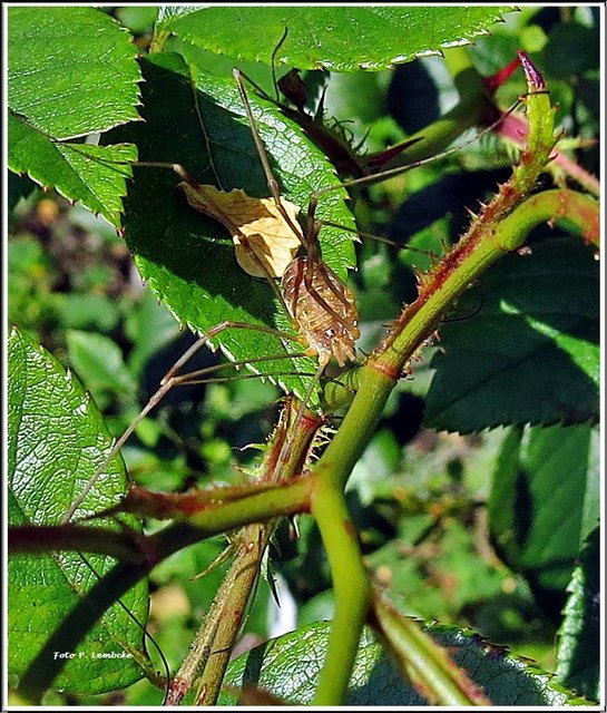 Er saß auf den Rosen.