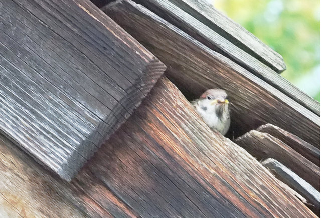 Während seine Mama Futter suchte zwitscherte der Kleine recht laut