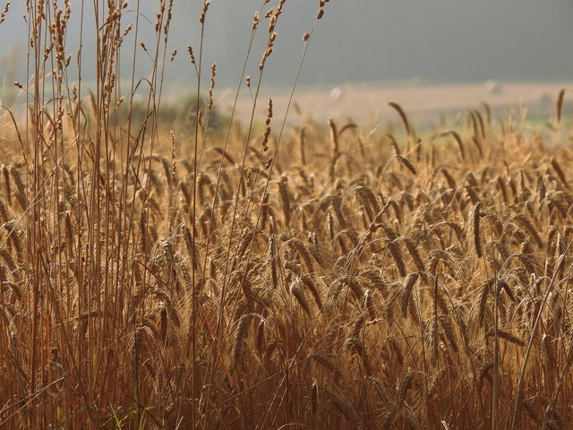 Korn Thema auf meinbezirk.at