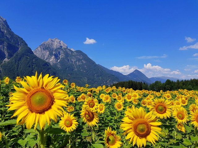 Hurra...jetzt sind sie alle am Feiern...sie begrüßen uns täglich schon aus der Ferne