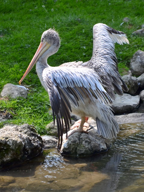 Pelikan im Zoo Salzburg