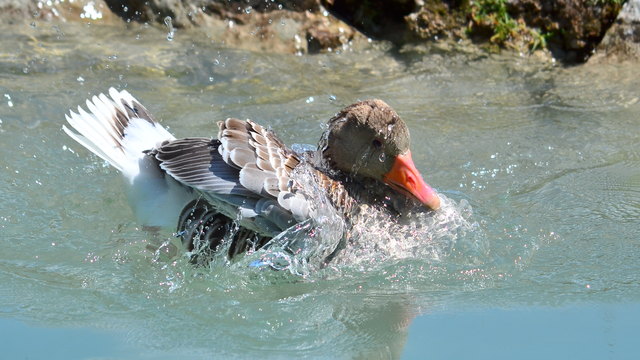 Graugans im Almkanal